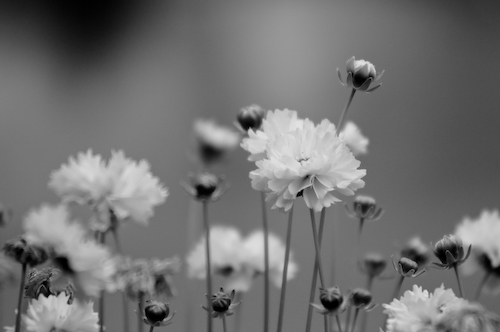 [photo] flowers