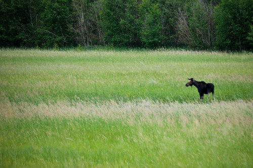 [photo] bull moose in the marsh