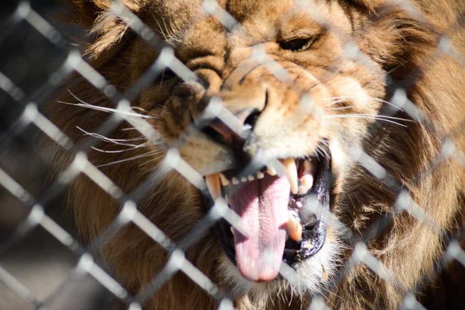 Cat Tails, North Spokane, WA Brandon Mauth