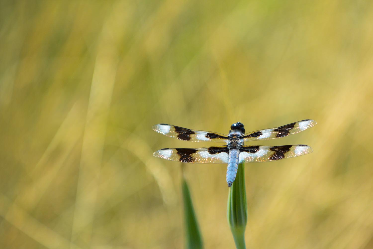 Whitetail Skimmer Dragonfly - (Libellula lydia) - ©2014 Brandon Mauth