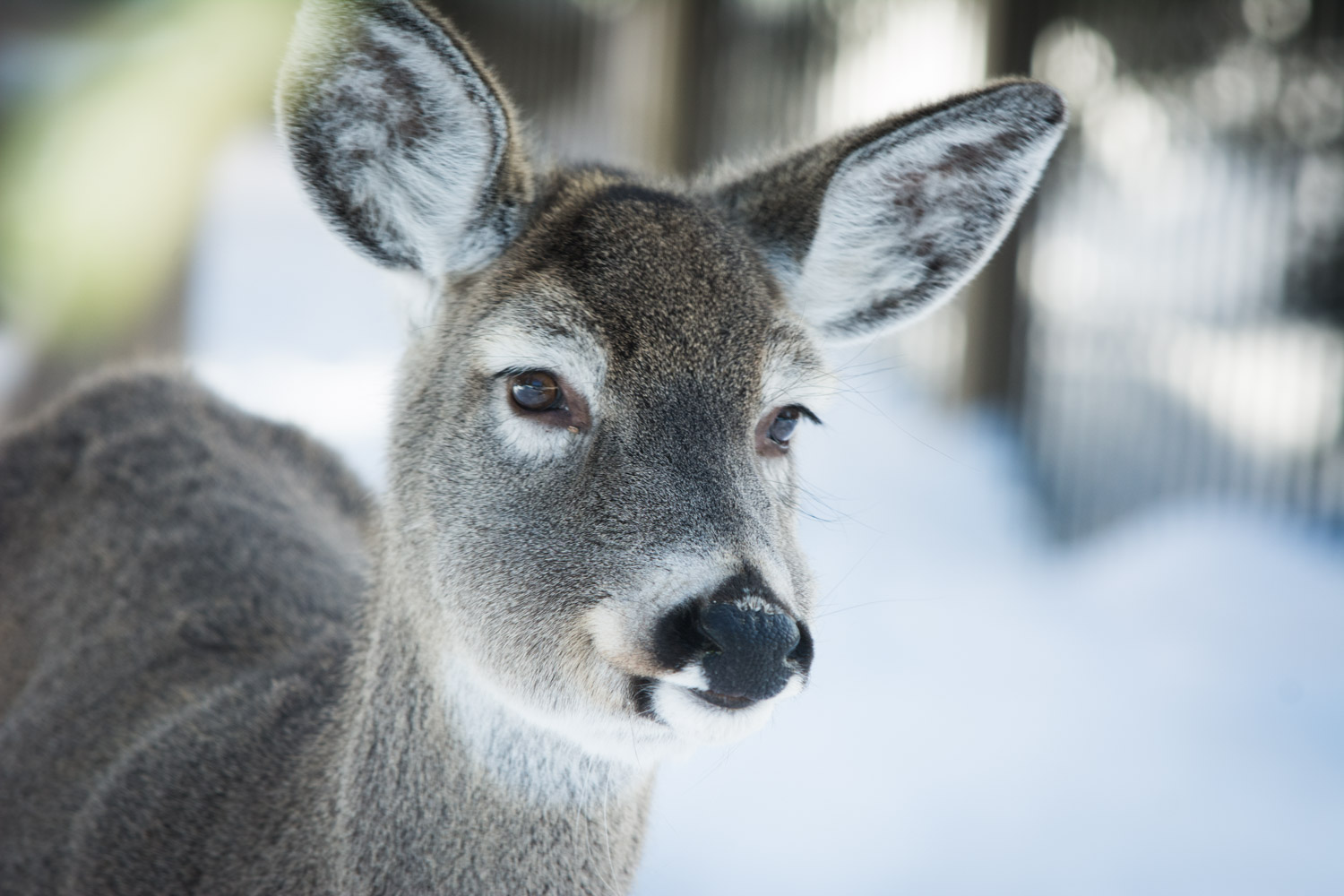 Whitetail Deer - ©2017 Brandon Mauth